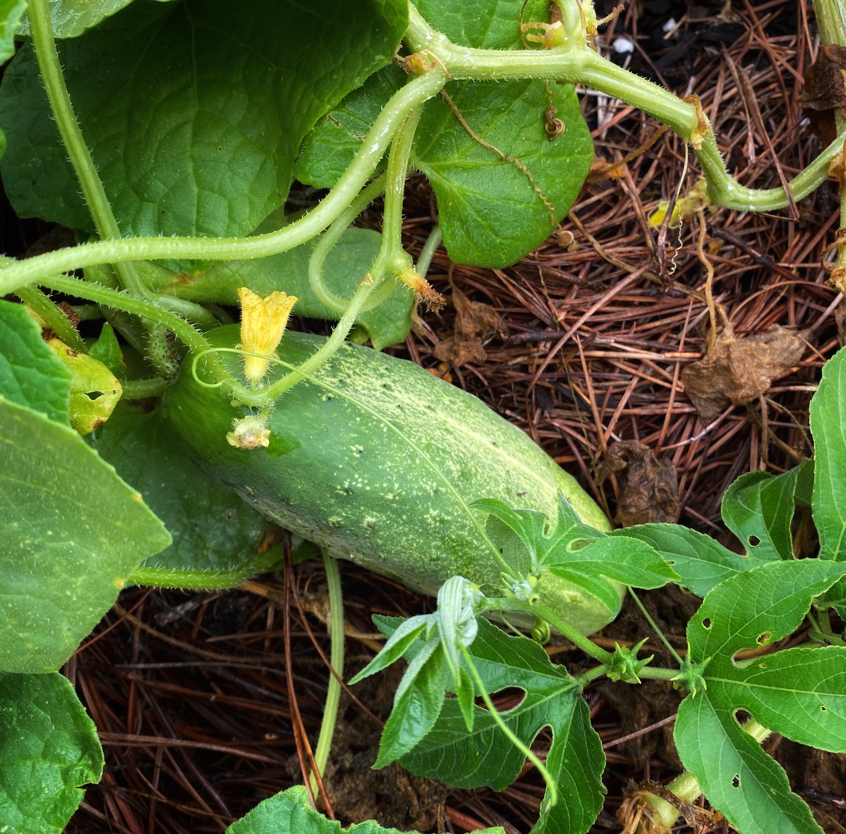 Summertime means Cucumbers!